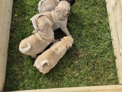 4 3/4 Bred Jug puppies for sale in Cork