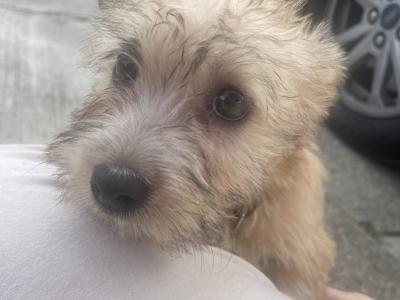 (3 PUPPIES LEFT OUT OF 5) purebred Irish Glen of Imaal Terrier puppies in Dublin