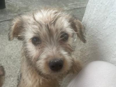 (3 PUPPIES LEFT OUT OF 5) purebred Irish Glen of Imaal Terrier puppies in Dublin