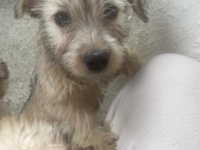 (3 PUPPIES LEFT OUT OF 5) purebred Irish Glen of Imaal Terrier puppies in Dublin