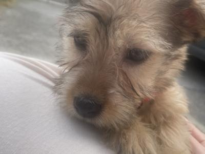 (3 PUPPIES LEFT OUT OF 5) purebred Irish Glen of Imaal Terrier puppies in Dublin