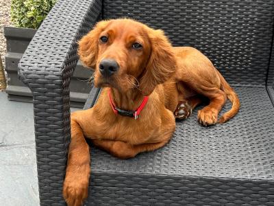 Cooper is a male Irish Red Setter puppy 6 months old in Cork
