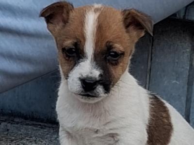 Jack Russell puppies in Carlow