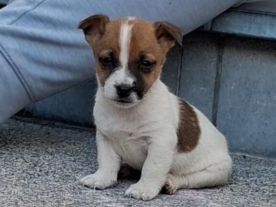 Jack Russell puppies in Carlow