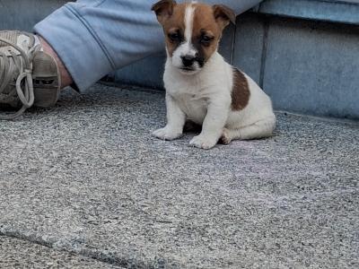 Jack Russell puppies in Carlow