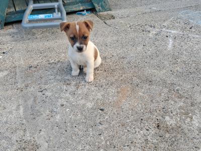 Jack Russell puppies in Carlow