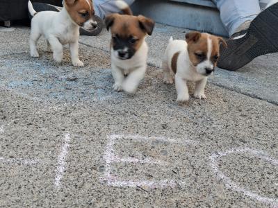 Jack Russell puppies in Carlow