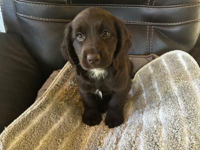 Cocker Spaniel x Springer Spaniel ( Sprocker’s) puppies for sale in Wexford