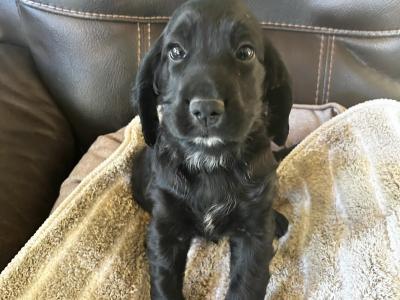 Cocker Spaniel x Springer Spaniel ( Sprocker’s) puppies for sale in Wexford