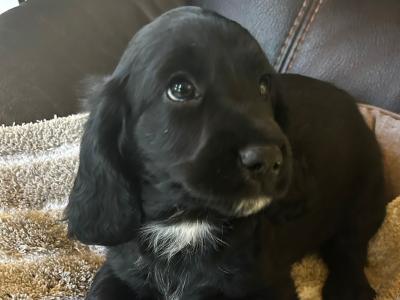 Cocker Spaniel x Springer Spaniel ( Sprocker’s) puppies for sale in Wexford