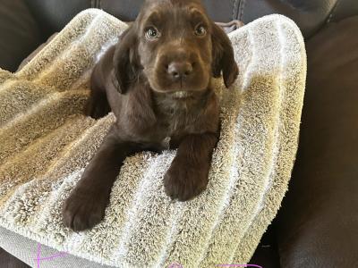 Cocker Spaniel x Springer Spaniel ( Sprocker’s) puppies for sale in Wexford