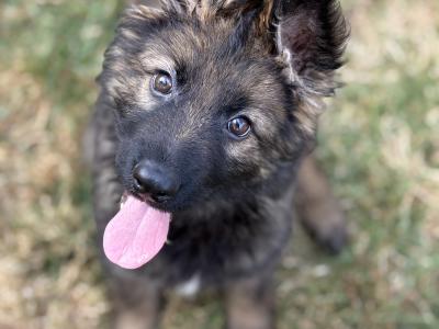 Traditional IKC Registered German Shepherd puppies in Offaly