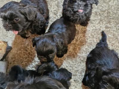 Imperial Shih Tzu puppies in Clare