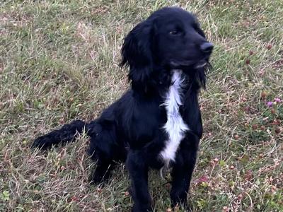 For sale male Cocker Spaniel 2 years old in Offaly