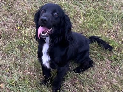 For sale male Cocker Spaniel 2 years old in Offaly