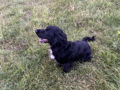 For sale male Cocker Spaniel 2 years old in Offaly