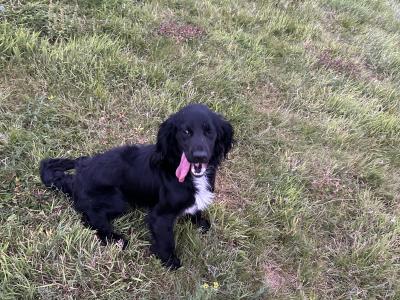 For sale male Cocker Spaniel 2 years old in Offaly