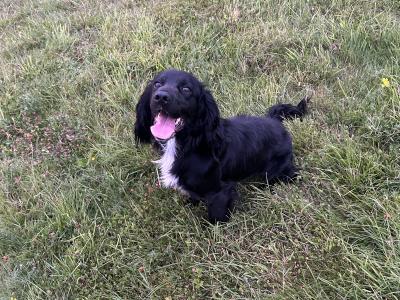 For sale male Cocker Spaniel 2 years old in Offaly