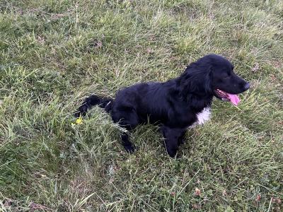 For sale male Cocker Spaniel 2 years old in Offaly