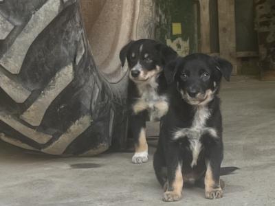 Working Border Collie puppies Waterford