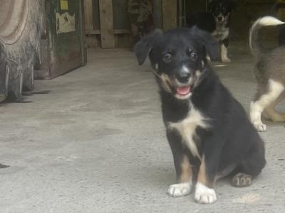 Working Border Collie puppies Waterford