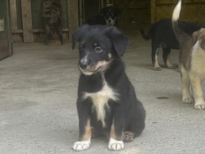 Working Border Collie puppies Waterford