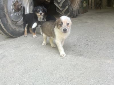 Working Border Collie puppies Waterford