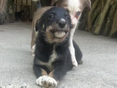 Working Border Collie puppies Waterford