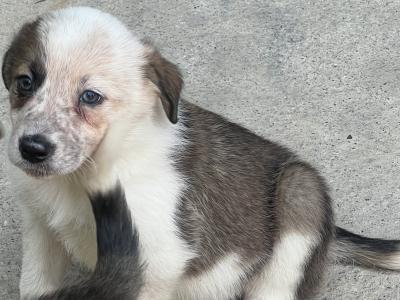 Working Border Collie puppies Waterford