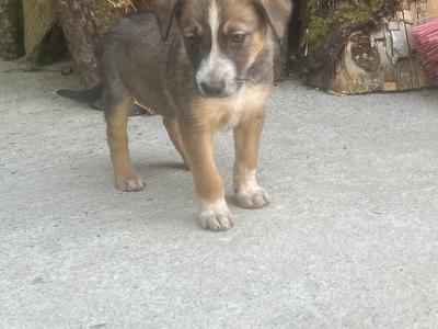 Working Border Collie puppies Waterford