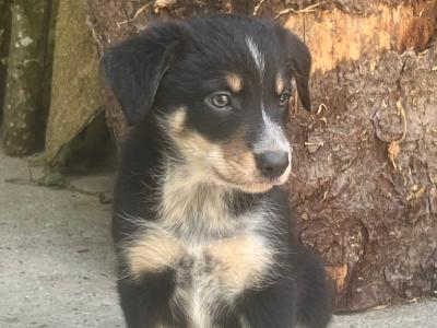 Working Border Collie puppies Waterford