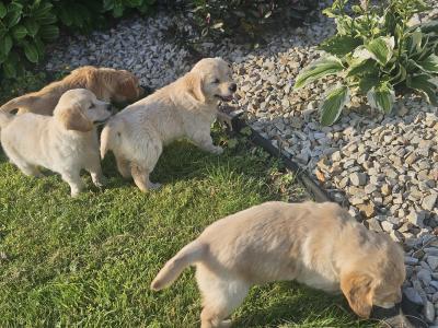 4 Beautiful IKC Golden Retriever Puppies