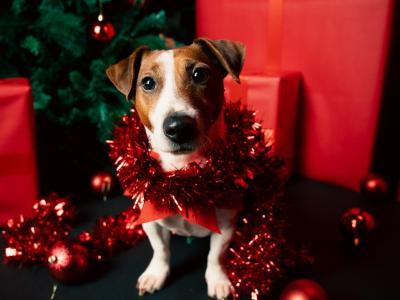 Flash - JRT looking for Female