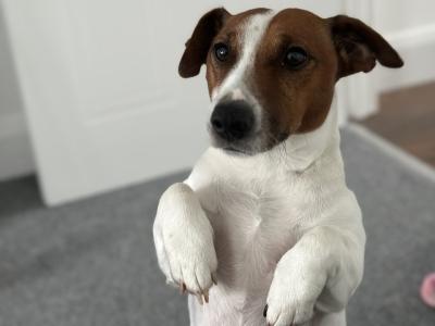 Flash - JRT looking for Female
