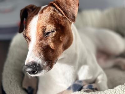 Flash - JRT looking for Female
