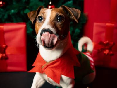 Flash - JRT looking for Female