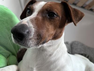 Flash - JRT looking for Female