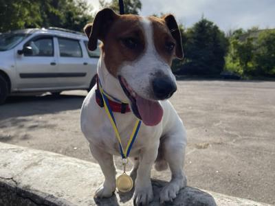 Flash - JRT looking for Female
