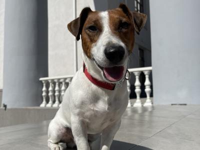 Flash - JRT looking for Female