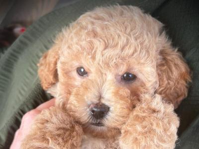 Beautiful Toy Cavapoo puppies in Wexford