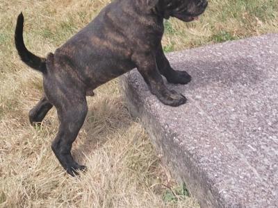 IKC Registered (pending) Staffordshire Bull Terrier male pup in Cork