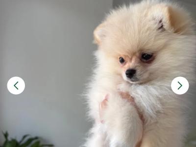 Stunning female Pomeranian puppy in Limerick