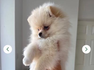 Stunning female Pomeranian puppy in Limerick