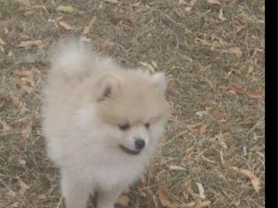 Stunning female Pomeranian puppy in Limerick