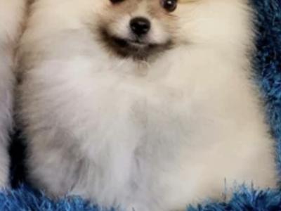 Stunning female Pomeranian puppy in Limerick