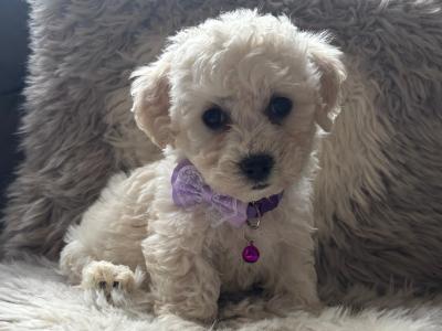 Maltipoo puppies (Maltese x Poodle) in Donegal