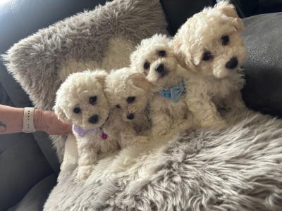 Maltipoo puppies (Maltese x Poodle) in Donegal