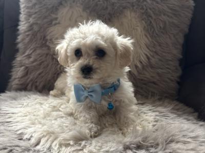 Maltipoo puppies (Maltese x Poodle) in Donegal