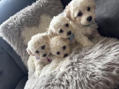 Maltipoo puppies (Maltese x Poodle) in Donegal