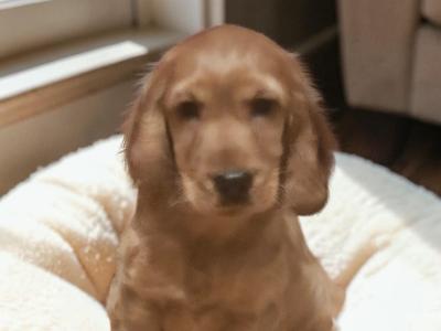 Male Cocker Spaniel puppy in Galway